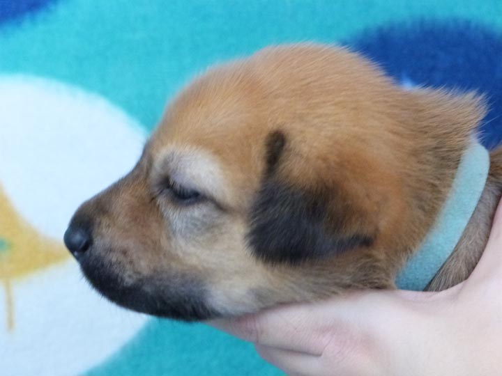 chinook puppy
